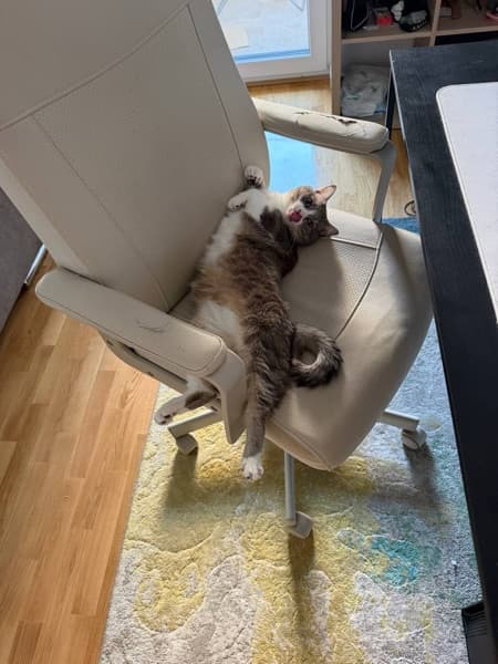 Cat stretching on a rug