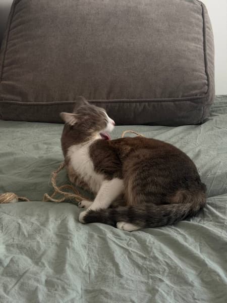 Cat resting on a bed