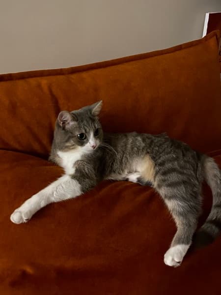 Cat sitting on a sofa